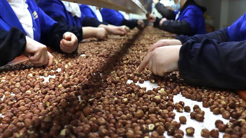 Fındık üreticisine bayram erken geldi! 2025 fındık alım fiyatları açıklandı! 7